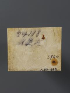 Panel (fragment of a casket) (Back)
