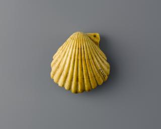 Scallop shell (Back)