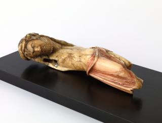 Corpus (Side)
