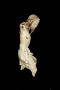 Corpus (Side)
