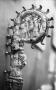 Head of crozier (crosse) (Side 2)