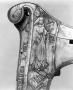 Saddle (selle) (Left side, detail)