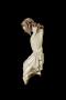 Corpus (Side)