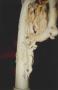 Head of crozier (crosse) (Detail)